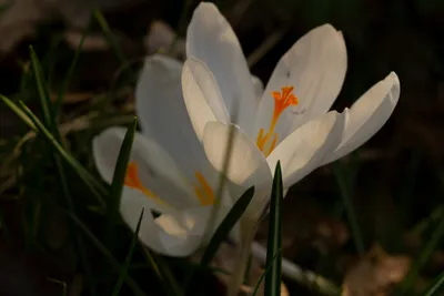 Snow Crocus Mixture - White, Purple, Yellow and Striped Crocuses | Breck's