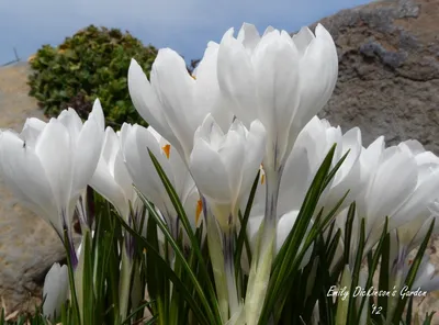 Autumn Crocus, Autumn Crocus and Autumn Crocus | Lambley Nursery