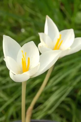 White crocus in bloom during daytime photo – Free Weiße krokusse Image on  Unsplash