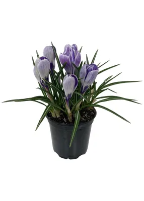 Crocus goulimyi Mani White | Avon Bulbs