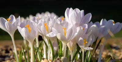 Purple And White Crocus Stock Photo, Picture and Royalty Free Image. Image  17384425.