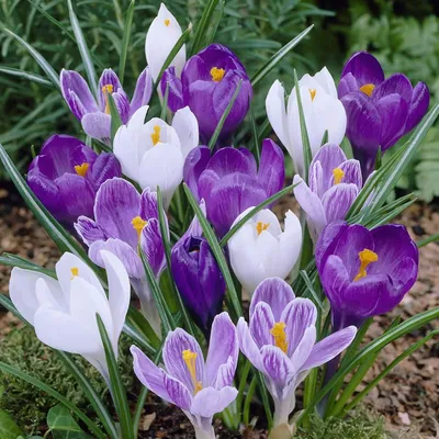 Crocus vernus 'Striped Beauty' 4 Inch - The Garden Corner