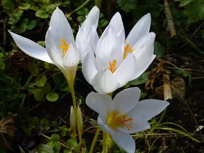 Wild White Crocus Vernus (Silver Coral) ... | Stock Video | Pond5
