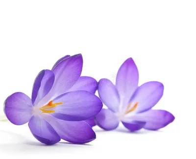 Crocus / RHS Gardening