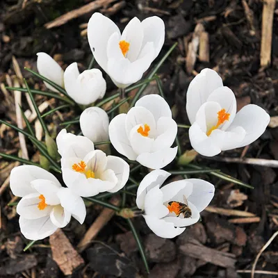 Purple crocus flowers isolated on white background. 4425320 Stock Photo at  Vecteezy