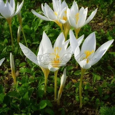 Crocus flowers on stem with leaves isolated on a white background Stock  Photo | Adobe Stock