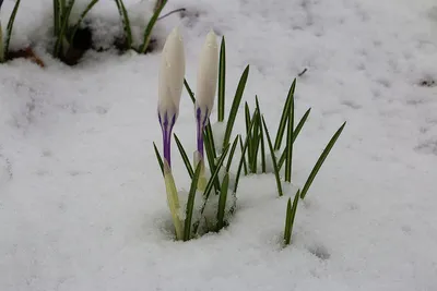 Crocus Bulbs - Blue Moon Mix | Buy Crocus Bulbs in Bulk at EdenBrothers.com  – Eden Brothers