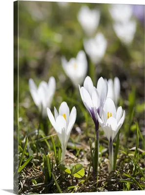 White Autumn Crocus | Colchicum autumnale 'Album' | arrowlakelass | Flickr