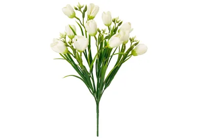 Beautiful Crocus Flower Blooming