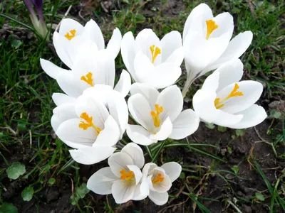 Crocus speciosus 'Albus' | White Flower Farm