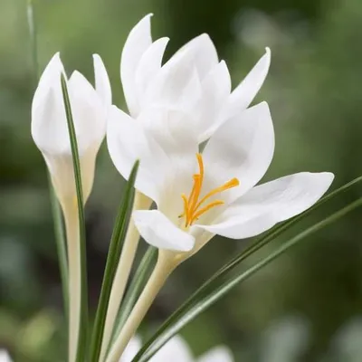 Joan Of Arc Dutch Crocus | American Meadows