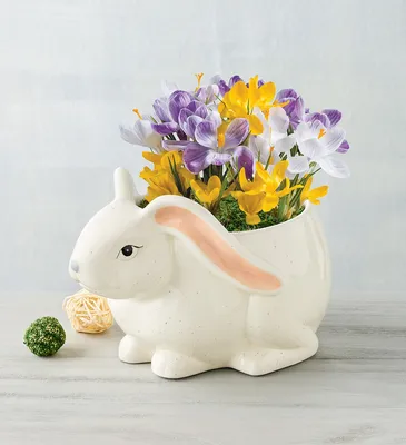 Крокус прекрасный Альбус (Crocus speciosus Albus) - Луковицы крокусов -  купить недорого Крокусы в Москве в интернет-магазине Сад вашей мечты