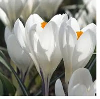 White Crocus in Snow Photograph by Jeff Severson - Fine Art America