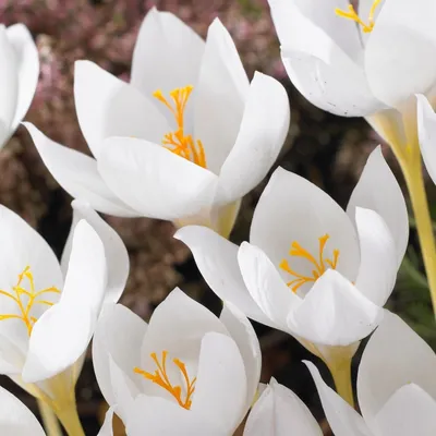 White Spring Crocus in full bloom in the Eastern Alps, Austria, Tyrol Wall  Art, Canvas Prints, Framed Prints, Wall Peels | Great Big Canvas