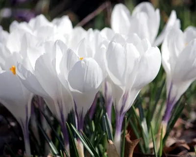 Crocus Species Miss Vain - 25 corms - Longfield Gardens