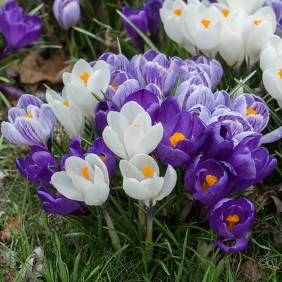 Crocus boryi Bory crocus – white goblet-shaped flowers with orange styles,  dark green leaves with silver midbar, very short stems, October, England  Stock Photo - Alamy