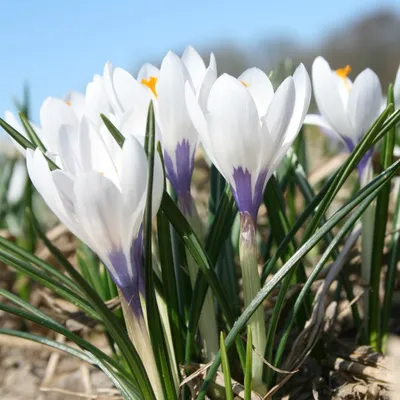 Purple crocus flowers isolated on white background. 4425317 Stock Photo at  Vecteezy