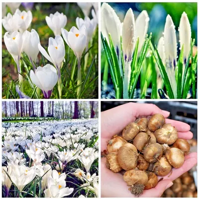 CROCUS Large Flowered White BULB SIZE 7/8cm