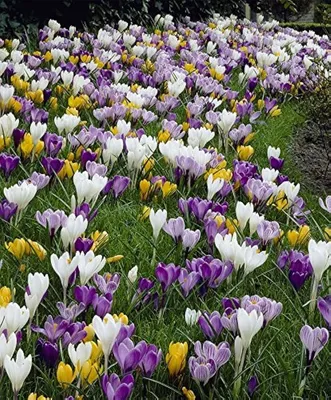 Buy autumn crocus bulbs Crocus speciosus Albus: £4.99 Delivery by Crocus