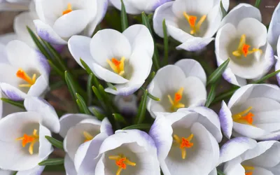 White Crocus flower 6 petals top view triangle shape Photograph by Gregory  DUBUS - Pixels