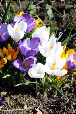 225 704 bilder, arkivfotografier, 3D-objekter og vektorer med Krokus |  Shutterstock