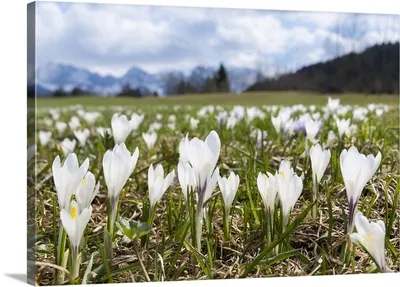 Hokus Crocus™ Blend | Always Wholesale Pricing | Colorblends®