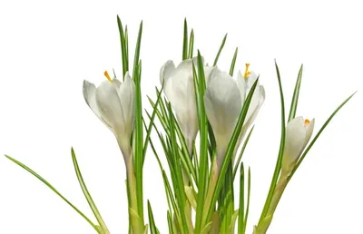 Crocus vernus 'Silver Coral'
