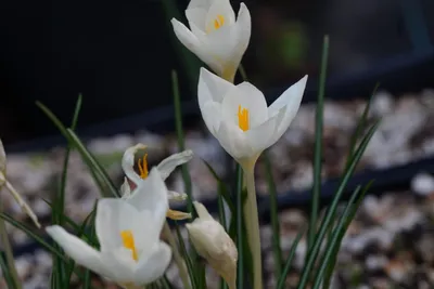 CROCUS BULBS 25 White Jeanne d,Arc arch Early Spring Flowering bulbs plants  | eBay