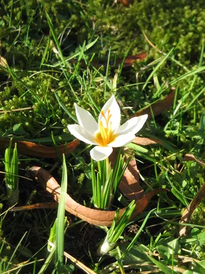 White crocus wallpaper - Flower wallpapers - #8039
