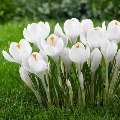 Crocus White Spring Flowers. Blooming Me, Photography by Arija Paikule |  Artmajeur
