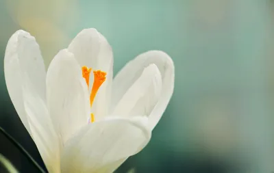 How To Grow Crocus - One Of The First Blooming Flowers Of Early Spring