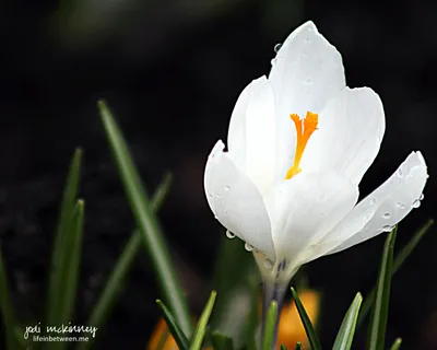 White Spring Crocus in full bloom in the Eastern Alps, Germany, Bavaria  Wall Art, Canvas Prints, Framed Prints, Wall Peels | Great Big Canvas