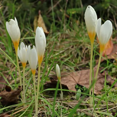 crocus goulimyi corms for sale — Illahe Rare Plants