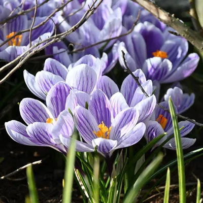 File:Crocus sieberi Bowles White1.jpg - Wikipedia