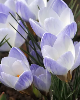 Crocus Blue Pearl | Bluestone Perennials
