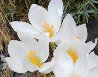 crocus | the creative life in between
