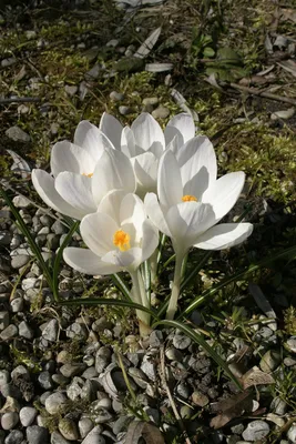 Crocus tommasinianus 'Whitewell Purple'