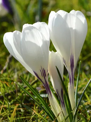 Crocus Large Flowering Jeanne D' Arc - 25 corms - Longfield Gardens
