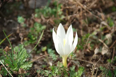 Crocus Tommasinianus Лесной Крокус Ранний Крокус Или Крокус Томмазини Его  Часто Называют Ранним Или Снежным Крокусом Хотя C Tommasinianus Является  Одним — стоковые фотографии и другие картинки Snow Crocus - iStock