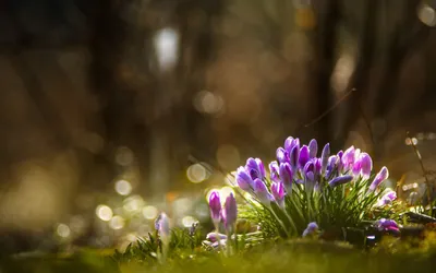 Crocus Tommasinianus Лесной Крокус Ранний Крокус Или Крокус Томмазини Его  Часто Называют Ранним Или Снежным Крокусом Хотя C Tommasinianus Является  Одним — стоковые фотографии и другие картинки Snow Crocus - iStock