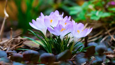 Крокус - Crocus. Уход за Крокусами. Фото