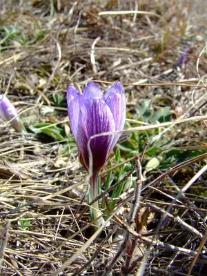 Crocus Tommasinianus Лесной Крокус Ранний Крокус Или Крокус Томмазини Его  Часто Называют Ранним Или Снежным Крокусом Хотя C Tommasinianus Является  Одним — стоковые фотографии и другие картинки Snow Crocus - iStock