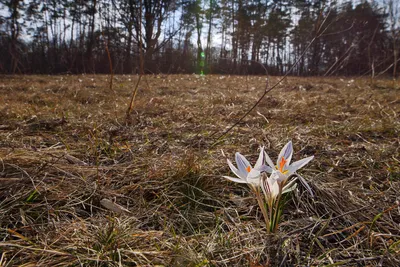 Крокус весенний (лат. Crocus vernus)