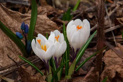 Фотография Шафран прекрасный (Crocus speciosus) Буковый лес, Последний  цветок осени. Горный Крым | Фотобанк ГеоФото/GeoPhoto | GetImages Group