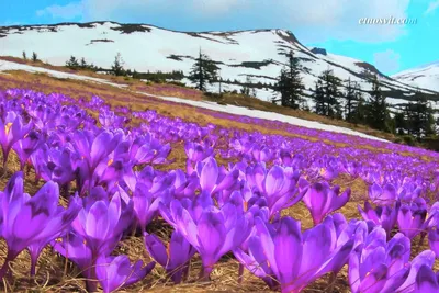 Крокус весенний (лат. Crocus vernus)