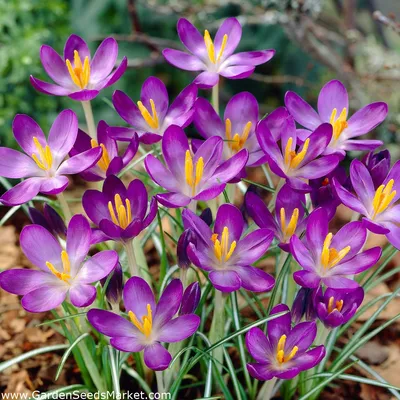 Crocus Tommasinianus Лесной Крокус Ранний Крокус Или Крокус Томмазини Его  Часто Называют Ранним Или Снежным Крокусом Хотя C Tommasinianus Является  Одним — стоковые фотографии и другие картинки Snow Crocus - iStock