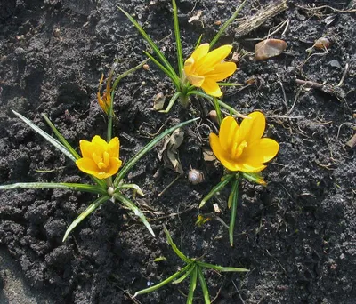 Crocus Tommasinianus Лесной Крокус Ранний Крокус Или Крокус Томмазини —  стоковые фотографии и другие картинки Whitewell Лиловый Crocus - iStock