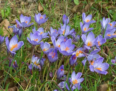 Сет наклеек Crocus Лес 12х17 см (ID#1901052079), цена: 50 ₴, купить на  Prom.ua