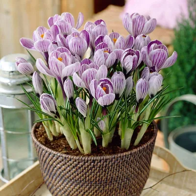 Crocus Pickwick | Order Your Top Quality Crocus Online at DutchGrown™