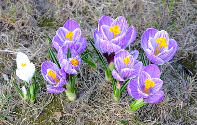 Crocus Large Flowering 'Pickwick' Crocus from ADR Bulbs